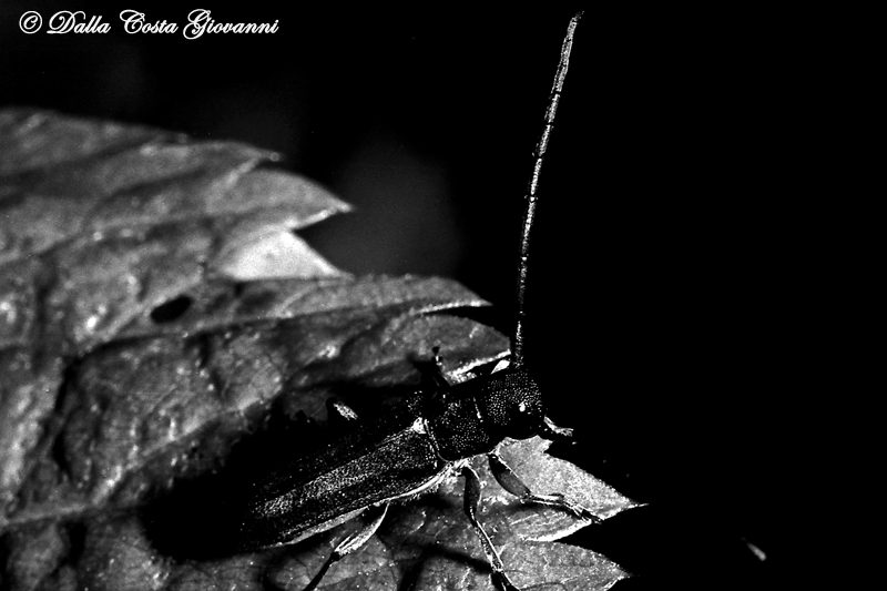 Da scannerizzazioni b/n 3: Phytoecia